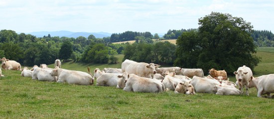 Éleveurs de bovins : lutte contre la propagation de la besnoitiose