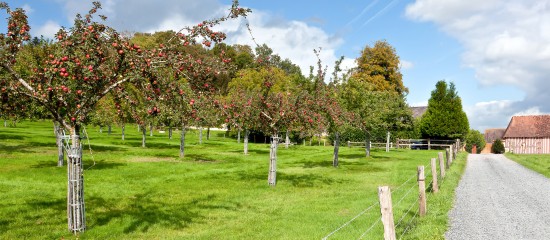 Arboriculteurs : une aide à la plantation de pommiers cidricoles