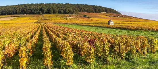 Viticulteurs : prix des vignes en 2016
