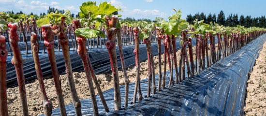 Viticulteurs : autorisations de plantation pour la campagne 2016-2017