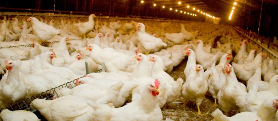 Aviculteurs : élévation du niveau de risque de grippe aviaire