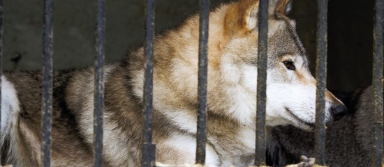 Élevage ovin : suspension des arrêtés municipaux prévoyant la capture des loups