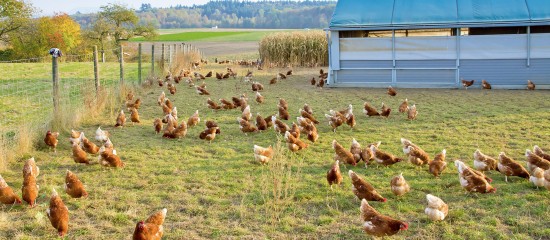 Aviculteurs : indemnisation des pertes subies à cause de la grippe aviaire