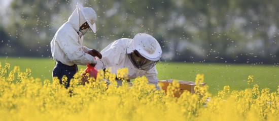 Apiculteurs : suspension d’insecticides à base de sulfoxaflor