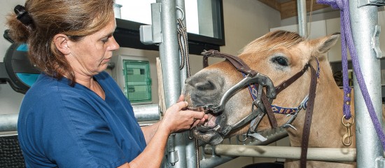 Vétérinaires : appel à candidature de techniciens dentaires équins