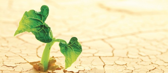 Maraîchers : les impacts du réchauffement climatique sur la production de légumes