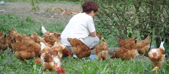 Aviculteurs : indemnisation des pertes économiques dues à la grippe aviaire
