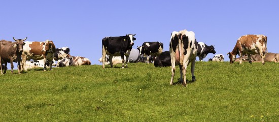 Éleveurs de bovins : indemnisation en cas d’abattage diagnostique