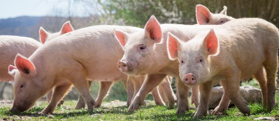 Éleveurs de porcs : prévention de la peste porcine africaine