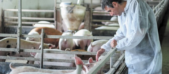 Éleveurs de porcs : mesures de prévention de la peste porcine africaine
