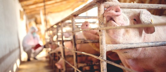 Éleveurs de porcs : prévention de la peste porcine africaine