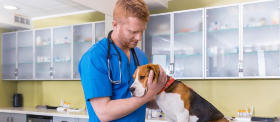 Vétérinaires : anticiper les ruptures de médicaments