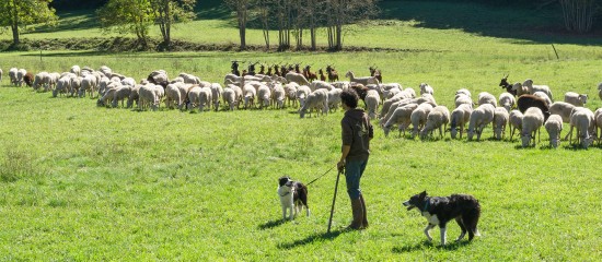 Éleveurs d’ovins et de caprins : montant des aides 2018