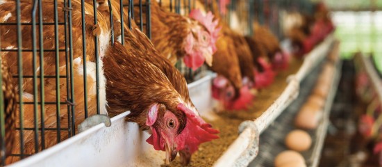 Aviculteurs : installations d’élevage de poules pondeuses