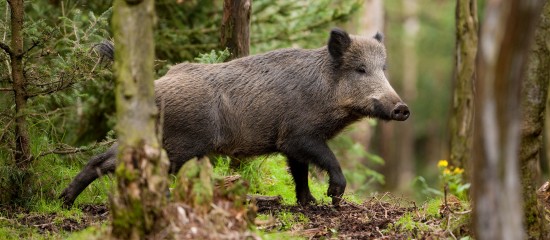 Éleveurs de porcs : prévention de la peste porcine africaine