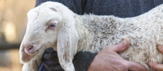 Éleveurs d’ovins ou de caprins : visite sanitaire 2019-2020