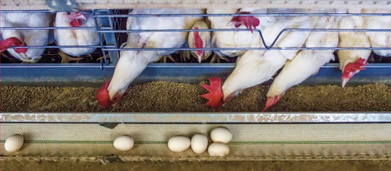 Aviculteurs : production d’œufs issus d’élevages alternatifs
