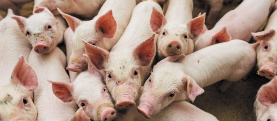 Éleveurs de porcs : prévention de la peste porcine africaine