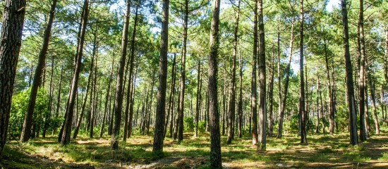 Exploitations forestières : augmentation de 8 % du prix du m de bois sur pied en 2018