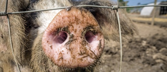 Éleveurs de porcs : prévention de la peste porcine africaine