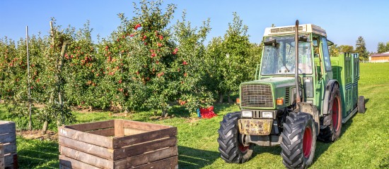 Arboriculteurs : aide à la plantation de pommiers cidricoles