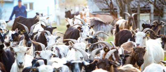 Éleveurs d’ovins : baisse du montant de l’aide 2018