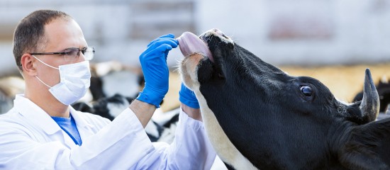 Éleveurs de bovins : lutte contre la diarrhée virale bovine (BVD)