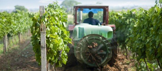 Viticulteurs : aide aux investissements vitivinicoles