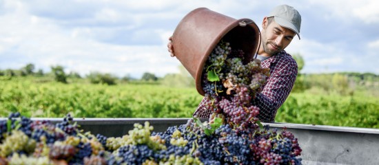 Viticulteurs : pensez à déclarer votre récolte !