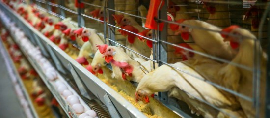 Aviculteurs : installation d’élevages de poules pondeuses en cage