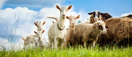 Éleveurs d’ovins et de caprins : montant des aides 2019