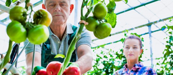 Maraîchers : un premier cas de ToBRFV sur des tomates en France