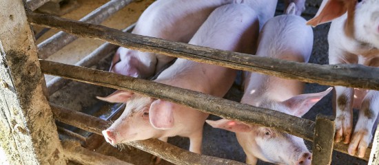 Éleveurs de porcs : castration des porcelets sous anesthésie