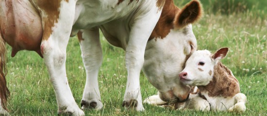 Éleveurs de bovins : aides aux veaux sous la mère et aux veaux bio 2019