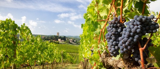 Viticulture : renforcement du plan de soutien