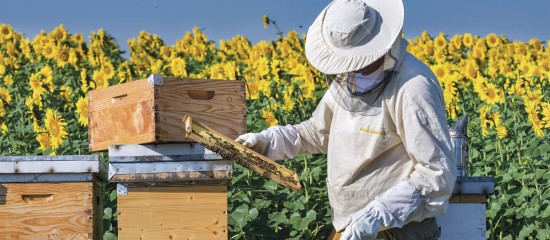 Apiculteurs : déclaration annuelle des ruches