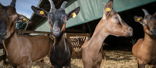 Éleveurs : montant des aides animales 2020