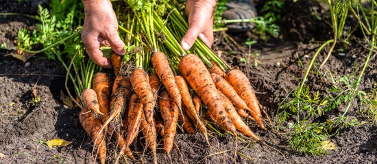 Producteurs de carottes : indemnisation des pertes de production dues au nématode à kyste