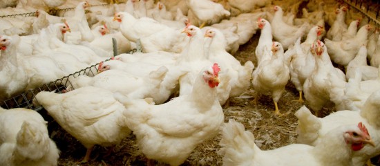 Aviculteurs : renforcement de la prévention de la grippe aviaire