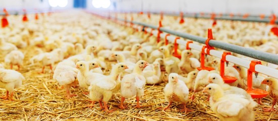 Aviculteurs : élévation du risque d’introduction de la grippe aviaire