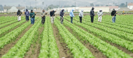 Travailleurs occasionnels agricoles : 2 ans de sursis pour l’exonération spécifique !