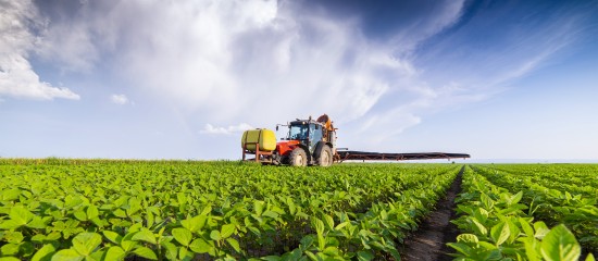 Producteurs de betteraves : l’usage de néonicotinoïdes autorisé mais limité