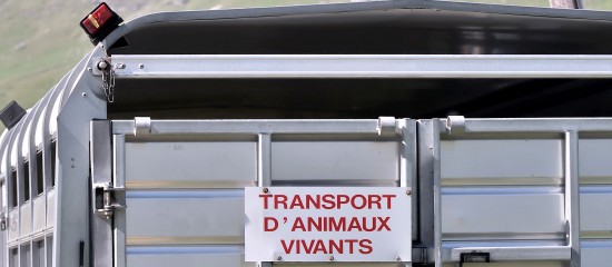 Vétérinaires