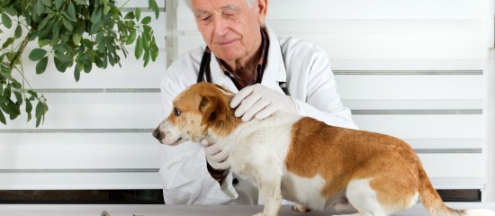 Vétérinaires