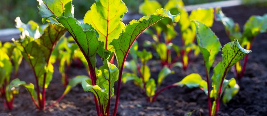 Producteurs de betteraves : les alternatives aux néonicotinoïdes selon l’Anses