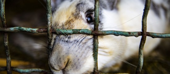Eleveurs de lapins ou de volailles : vers la fin de l’élevage en cage ?