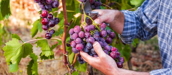 Viticulteurs : une exonération de cotisations sociales spécifique