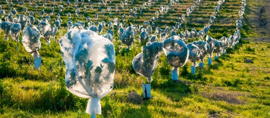 Grandes cultures, arboriculture, viticulture : protection contre les aléas climatiques