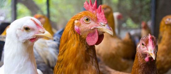 Aviculteurs : campagne de surveillance de l’influenza aviaire