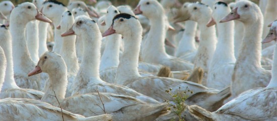 Aviculteurs : réapparition du risque de grippe aviaire en France